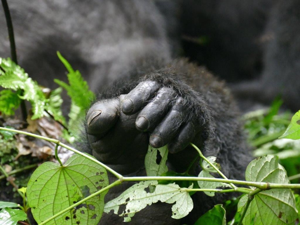Gorilla feet.